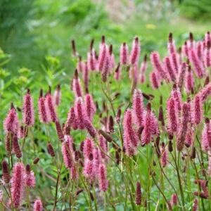 Sanguisorba Blackthorn