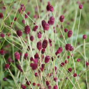 Sanguisorba Tanna