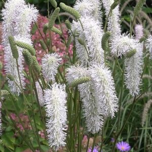 Sanguisorba White Brushes
