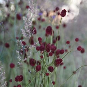 Sanguisorba and Calamagrostis plant combination