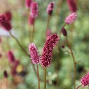 Sanguisorba menziesii