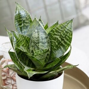 Sansevieria trifasciata Hahnii