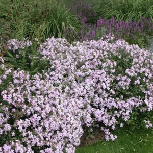 Saponaria × lempergii Max Frei