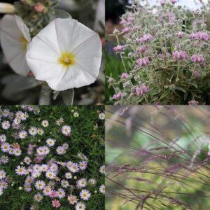 Sarah's Chelsea lavender & white combination