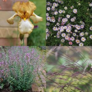Sarah's Chelsea lavender susan combination