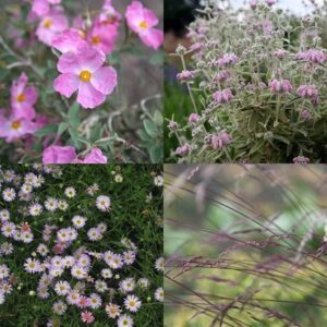 Sarah's Chelsea pink & lavender combination