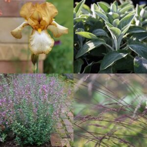 Sarah's Chelsea silver susan combination