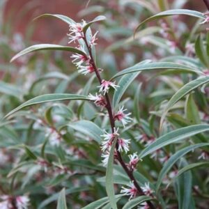 Sarcococca hookeriana var. digyna Purple Stem
