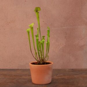 Sarracenia flava Redneck