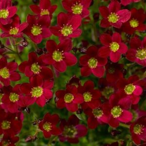 Saxifraga Alpino Red ('Saxz0014') (x arendsii)