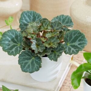 Saxifraga Bottle garden / terrarium plant