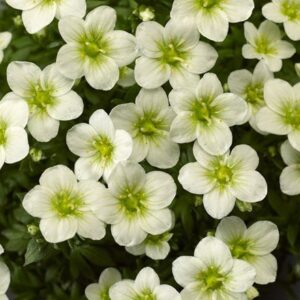 Saxifraga Touran White Improved ('Saxz0004') (PBR) (× arendsii)