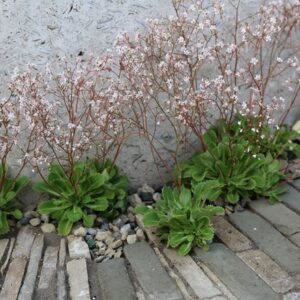 Saxifraga × urbium