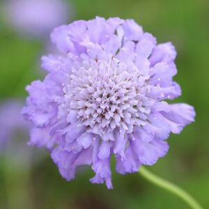 Scabiosa Butterfly Blue