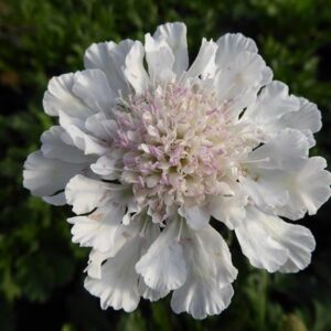 Scabiosa Kudo White ('Ichwit') (Kudo Series)