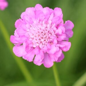 Scabiosa Pink Mist