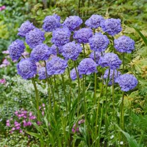 Scabiosa Skyrocket (PBR)