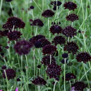 Scabiosa atropurpurea Black Knight