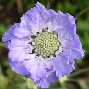 Scabiosa caucasica Perfecta Mid Blue (Perfecta Series)