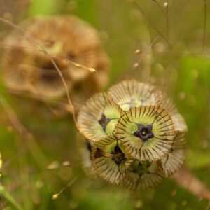 Scabiosa stellata