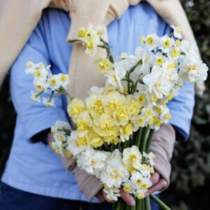 Scented daffodil collection