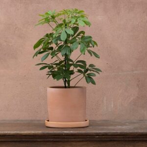 Schefflera arboricola Nora