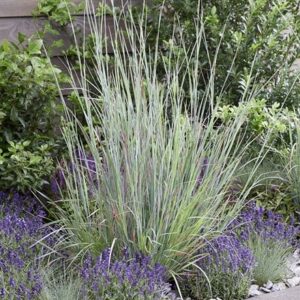 Schizachyrium scoparium Standing Ovation (PBR)