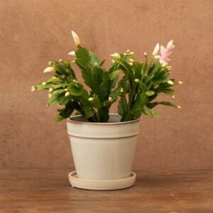 Schlumbergera Malissa