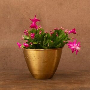 Schlumbergera Pink-Purple-flowered
