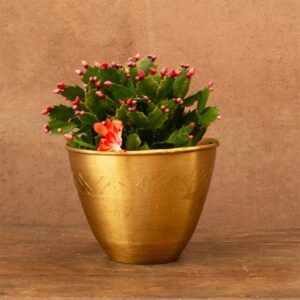 Schlumbergera orange-flowered