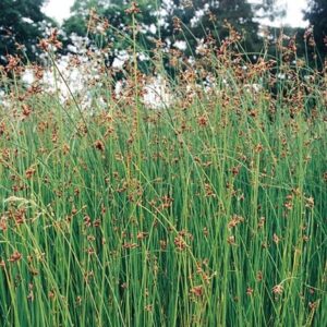 Schoenoplectus lacustris