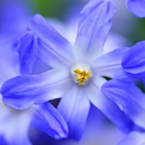 Scilla Blue Giant