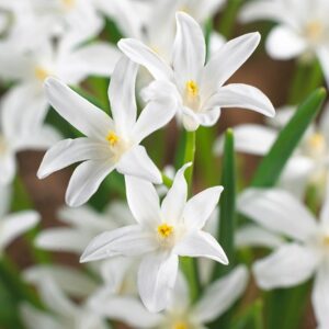 Scilla luciliae (Gigantea Group) Alba
