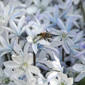 Scilla mischtschenkoana