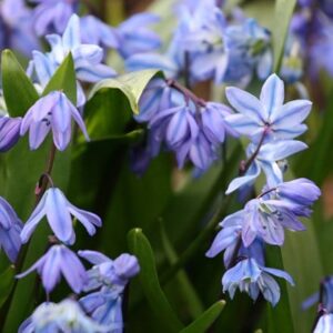 Scilla siberica