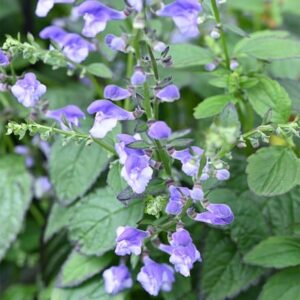 Scutellaria Appalachian Blues (PBR)