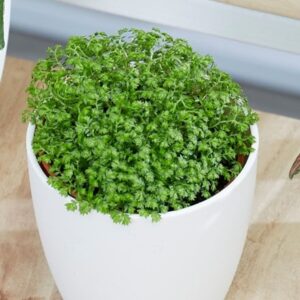 Selaginella Bottle garden / terrarium plant