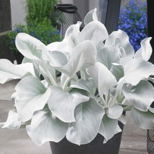 Senecio candidans Angel Wings ('Senaw') (PBR)