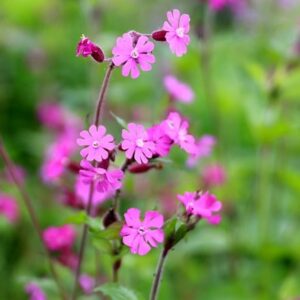 Silene dioica