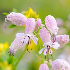 Silene vulgaris