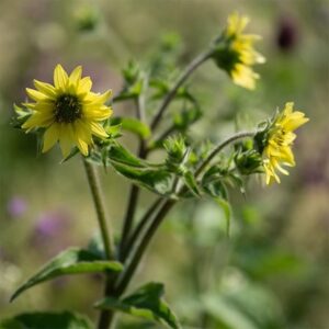Silphium mohrii