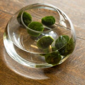Sinking marimo moss ball