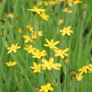 Sisyrinchium californicum