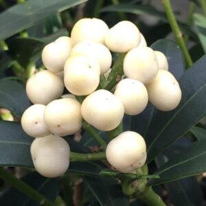 Skimmia japonica Kew White