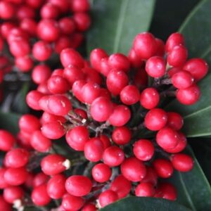Skimmia japonica subsp. reevesiana