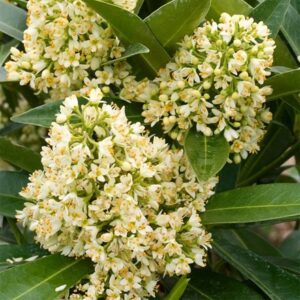 Skimmia × confusa Kew Green
