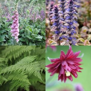 Slug resistant plant combination for shade