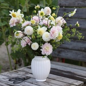 Soft light dahlia collection