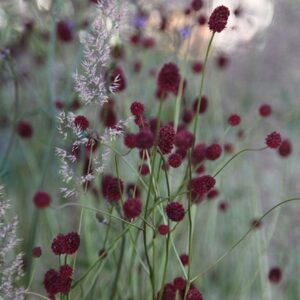 Soft prairie plant combination