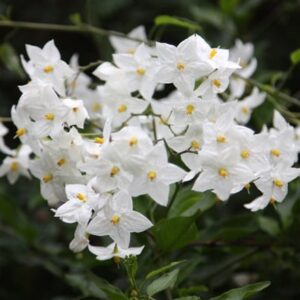 Solanum laxum Album